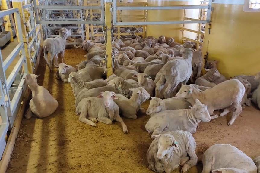 Un gruppo di pecore in un recinto su una nave da esportazione dal vivo.