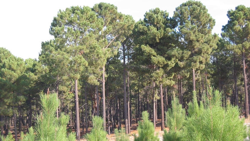 Pinaster pine plantation near Harvey in WA's South West