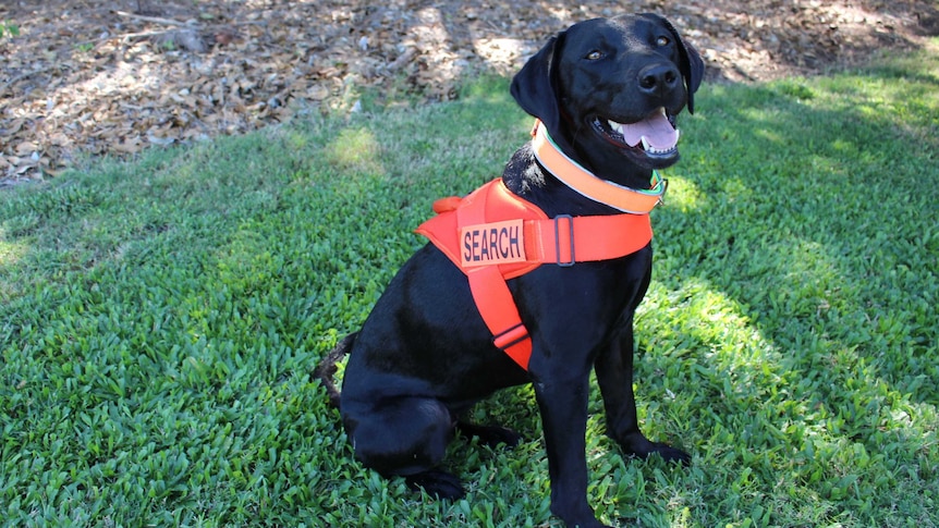Willow the Biosecurity Qld dog used to sniff out fire ants.