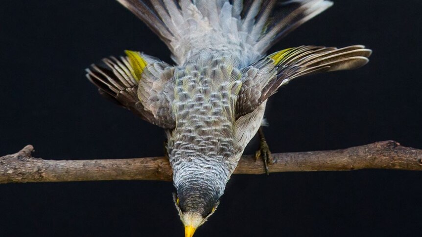 A noisy miner bird perches on a tree branch. Its wings are spread and its tail is visible behind it.