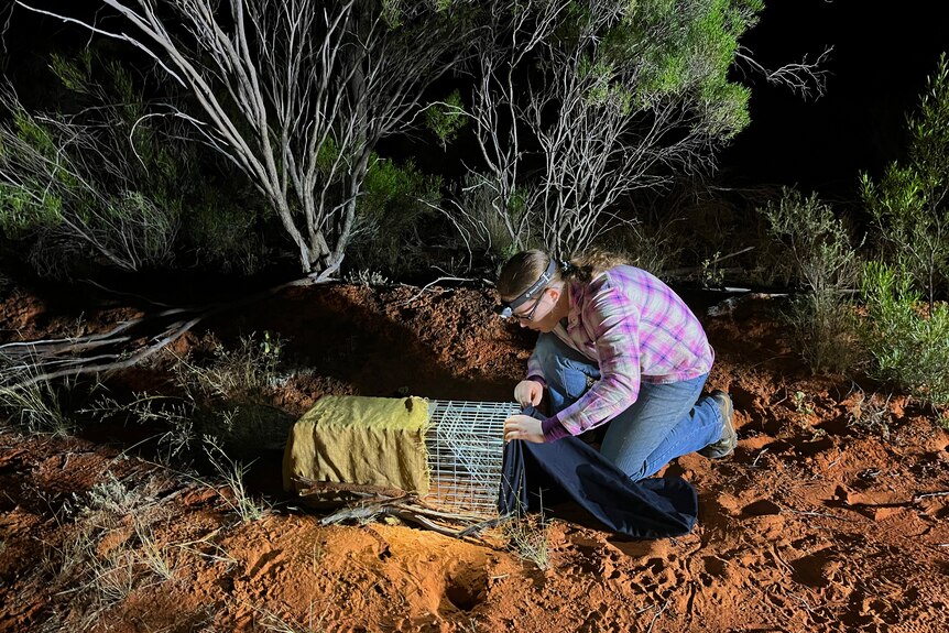 A trap is checked by a field scientist to see if there are any bilbies inside.