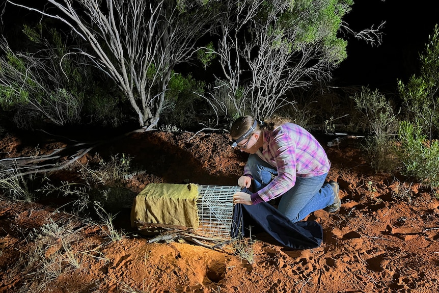 A trap is checked by a field scientist to see if there are any bilbies inside.