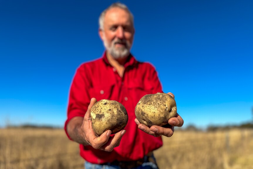 Terry Buckley holds potatoes at his farm. 