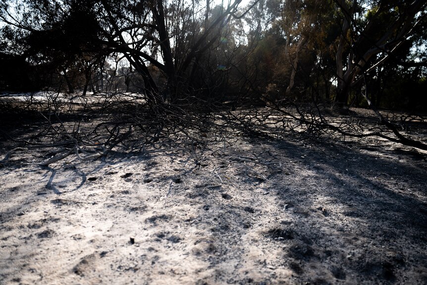 Scorched earth and trees in a park after a bushfire.