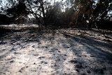 Scorched earth and trees in a park after a bushfire.