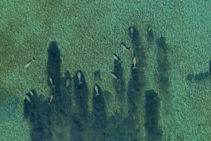 Aerial view of dugongs in turquoise clear waters creating dark shadows as they feed on seagrass.