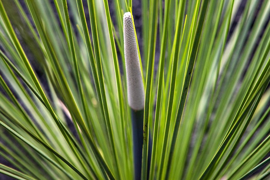 A close-up of a grass tree flower emerging.