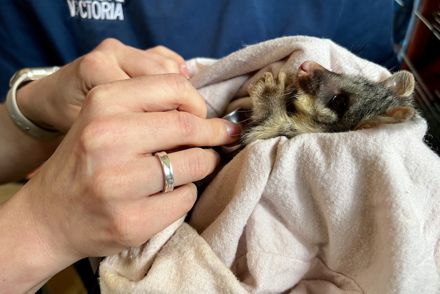 Close up of an orphaned Brushtail Possum laying in a blanket getting checked by a vet.