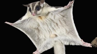 A sugar glider in full flight