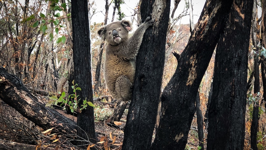 A healthy koala with an ear tag clinging to a blackened tree in a burnt forest