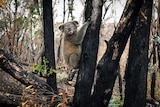 A healthy koala with an ear tag clinging to a blackened tree in a burnt forest
