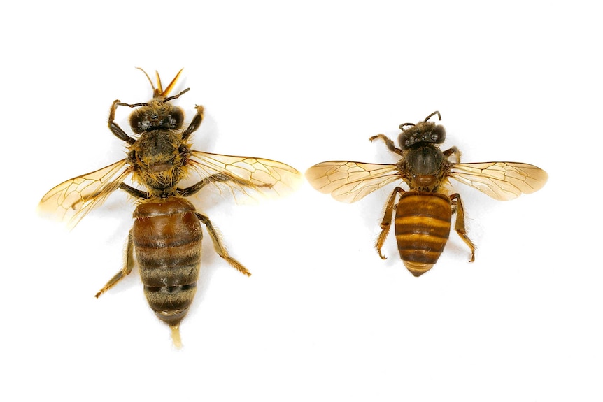 A European honey bee compared with the smaller Asian honey bee