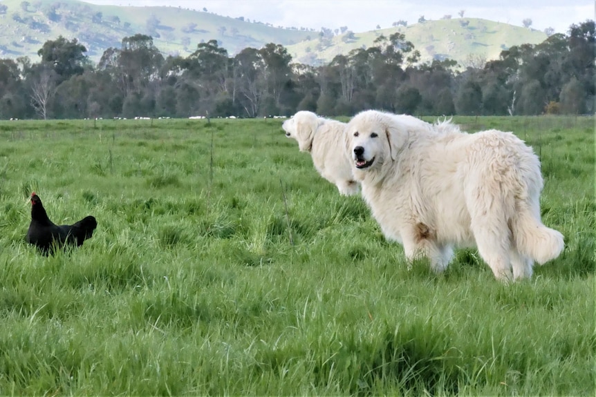 Two white dogs in a green paddock 
