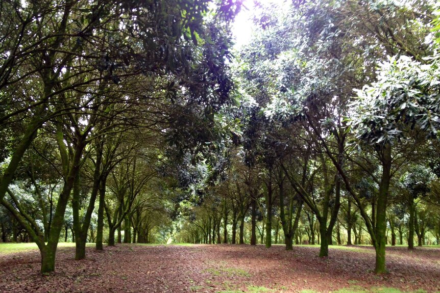 Two long rows of macadamia trees