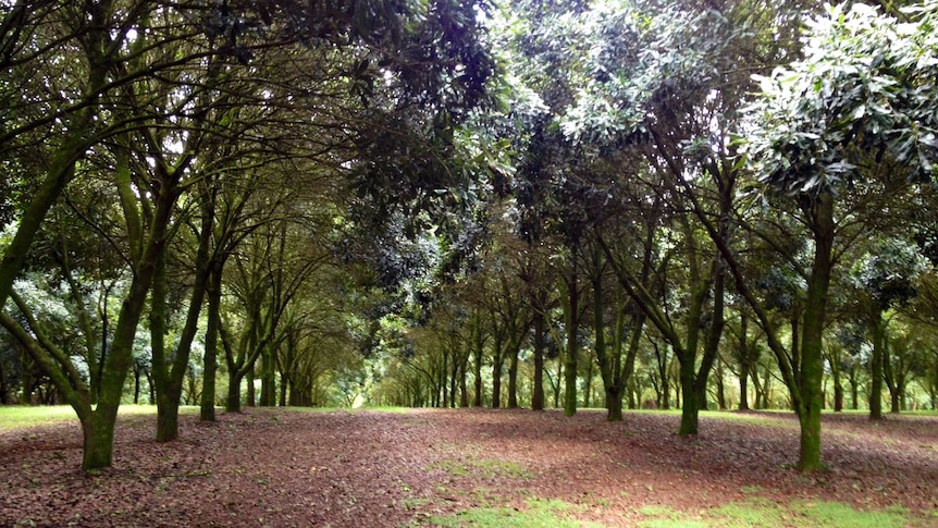 Macadamia orchard near Lismore in New South Wales