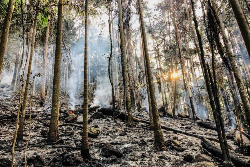 The smouldering rainforest after fire tore ran through the Nightcap National Park last Novermber.