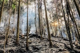 The Nightcap National Park was one of the Gondwana Rainforests severely impacted by fire last November.