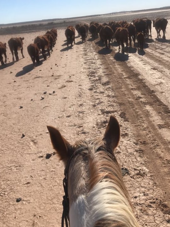A horse walking behind a group of brown cattle on Billa Kalina station in outback SA