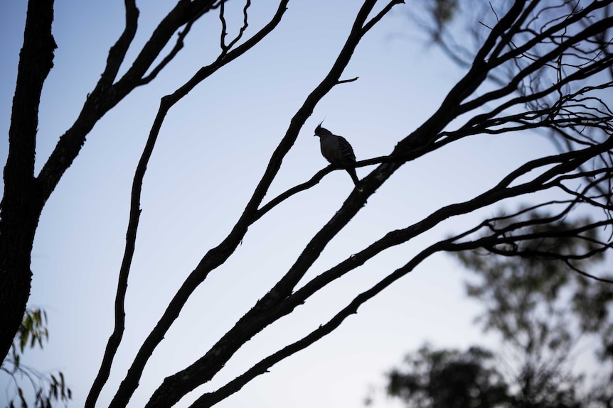 A bird in a tree