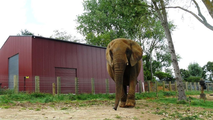 Jumbo in front of her barn at Franklin Zoo.