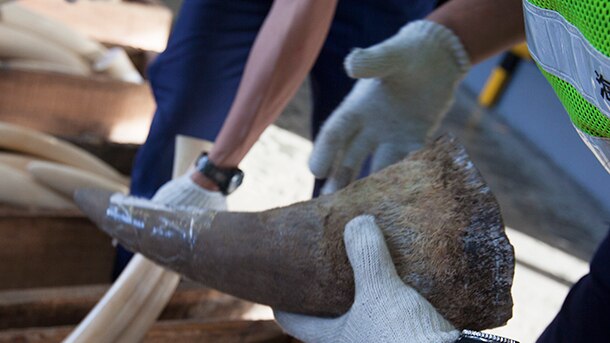 Rhino horn trafficking out of control
