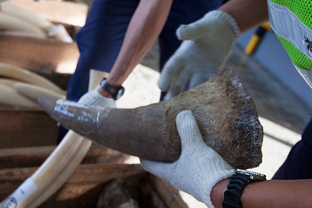 The trafficking rhino horns has skyrocketed in recent years because of a sharp rise in demand for Asia.