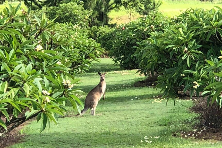 A kangaroo standing between rows of frangipanis.