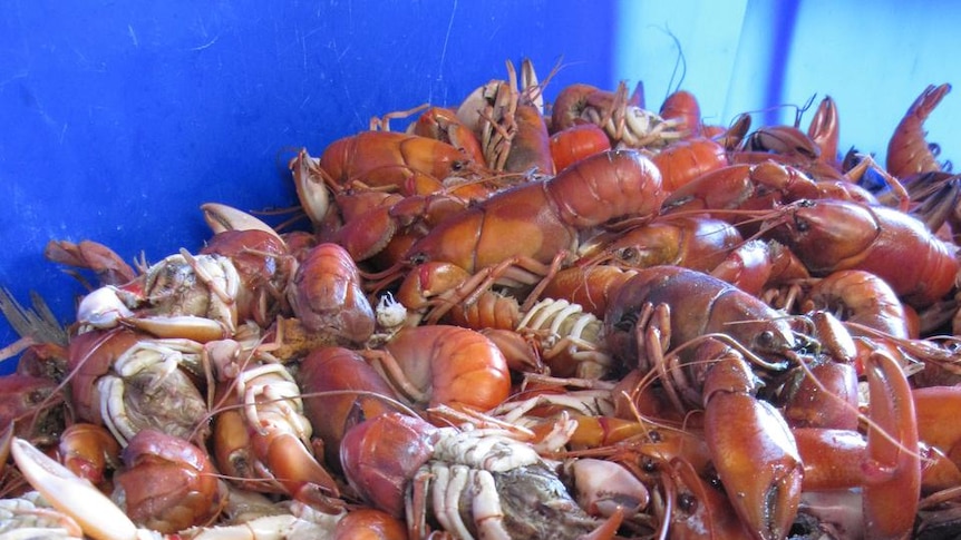 Yabbies in a blue crate