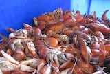 A bumper catch of cooked yabbies ready for market.