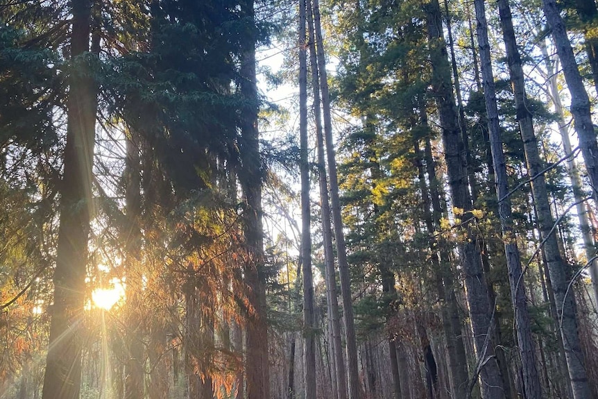 Pine trees with sun light shining through.