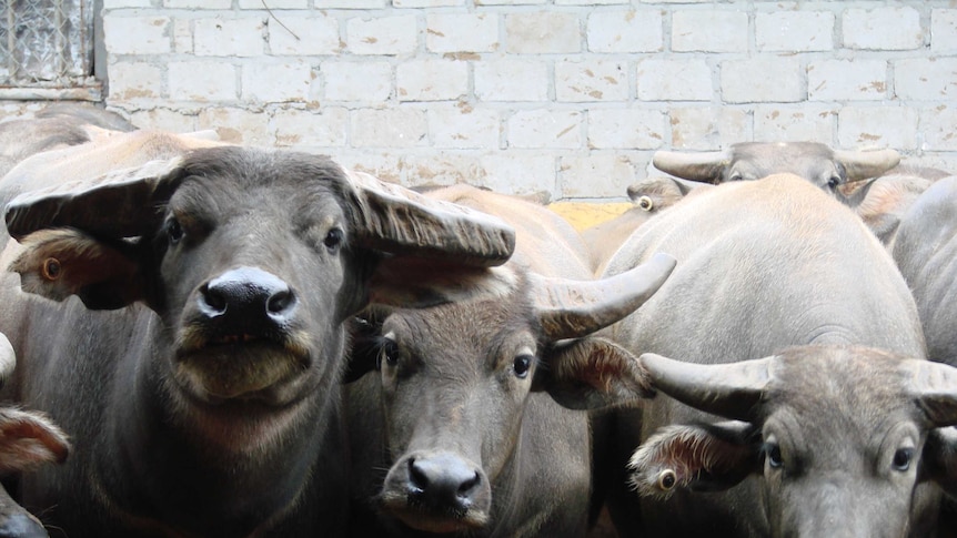 Buffalo in Vietnam