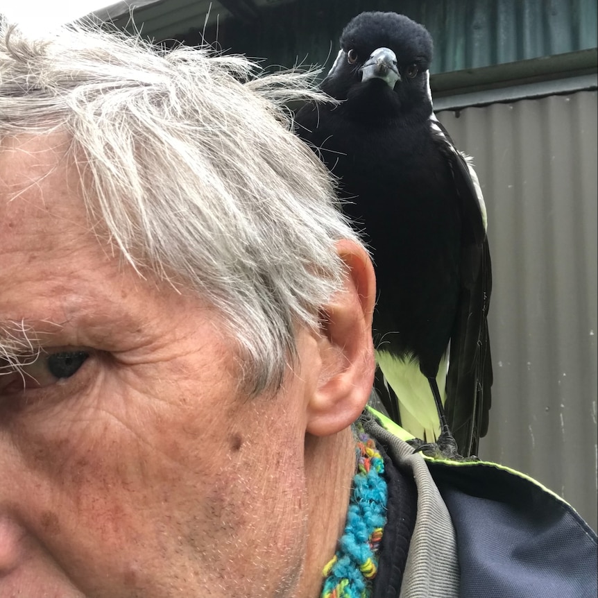 A white-haired man with a magpie on his shoulder.