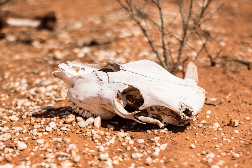 A cow skull bone in the red dirt of the outback.  
