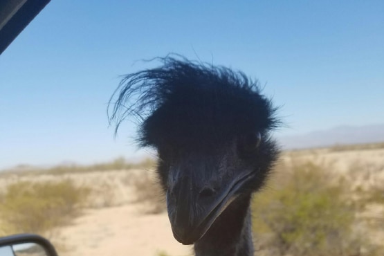 Emu pokes its head through car window.