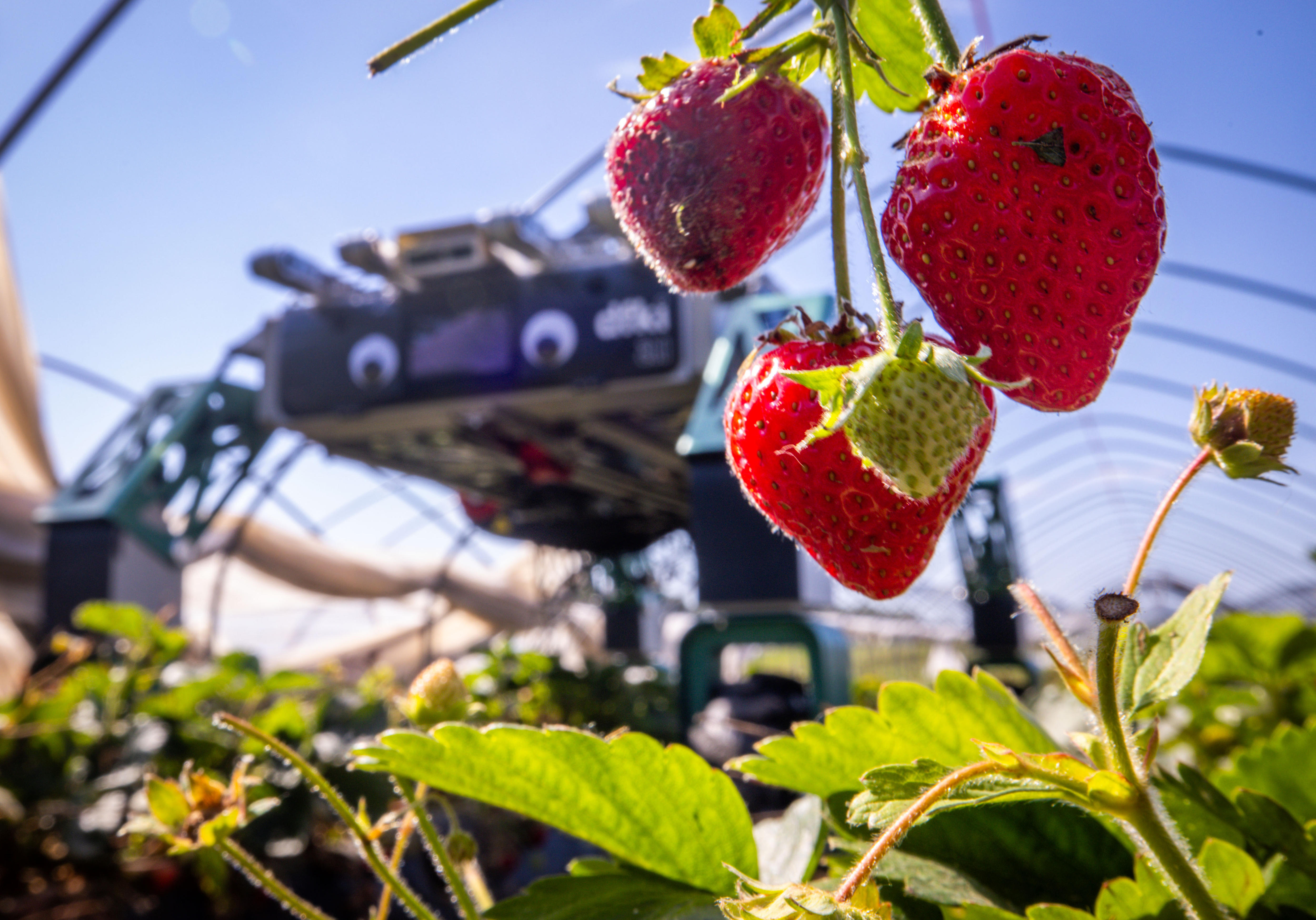 Is the future of farming... robots?