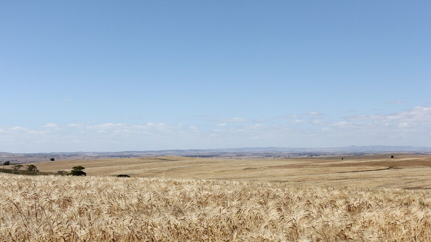 A field of golden wheat with undulating hills in the background.