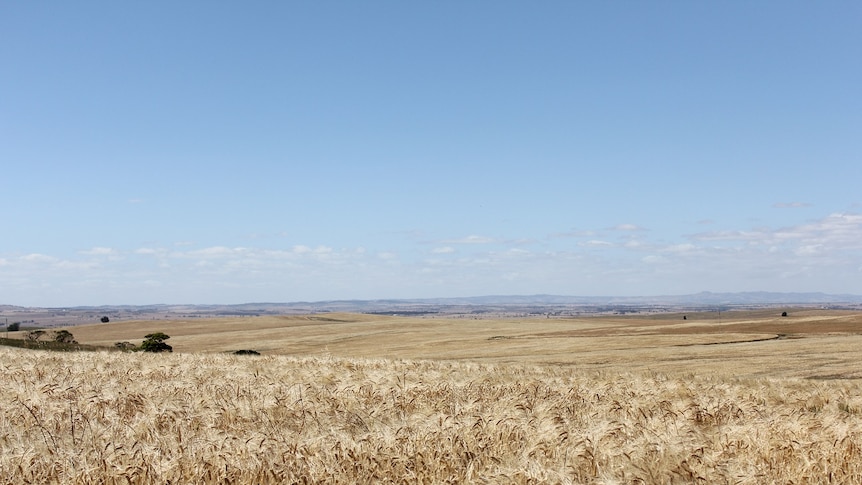 A field of golden wheat with undulating hills in the background.