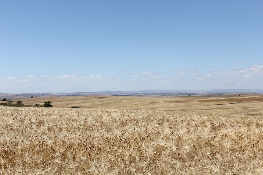 A field of golden wheat with undulating hills in the background.