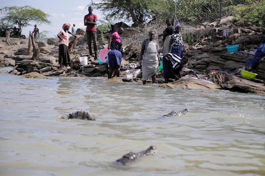 women wash prepare fish on the lake shore with crocodiles visible in the water just feet from the