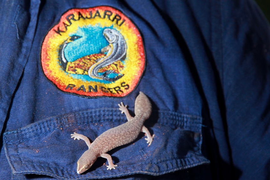 A lizard on a shirt with a badge.