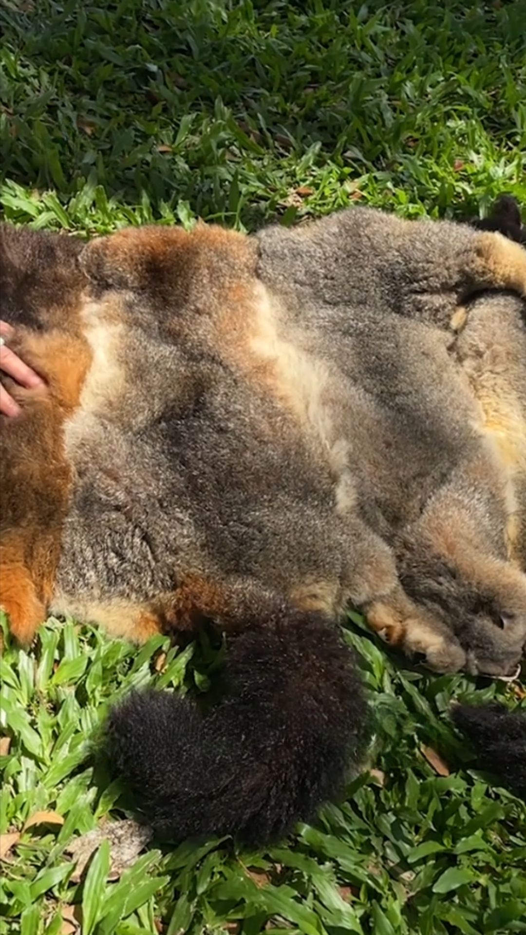A possum skin stretched out over grass