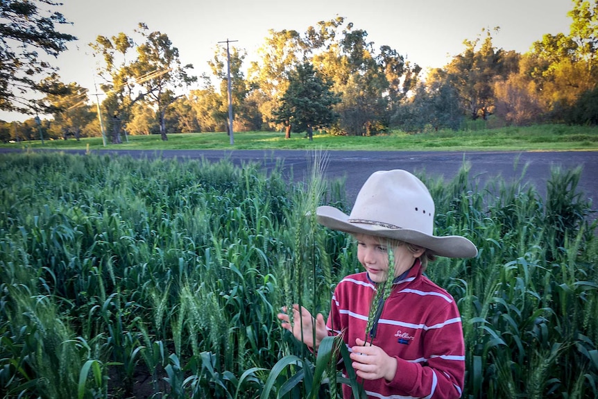 Checking the crop