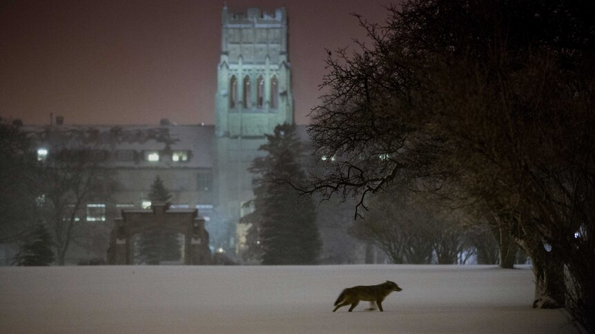 A coyote in the distance running through snow in front of an old castle at night.