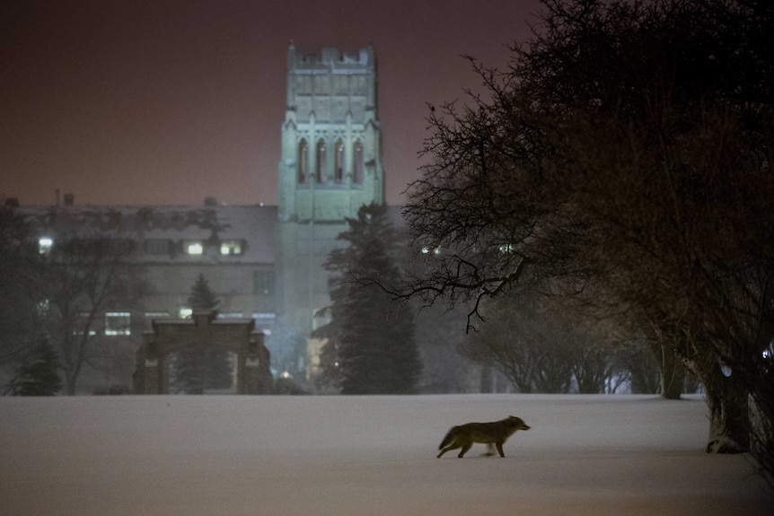 A coyote in the distance running through snow in front of an old castle at night.