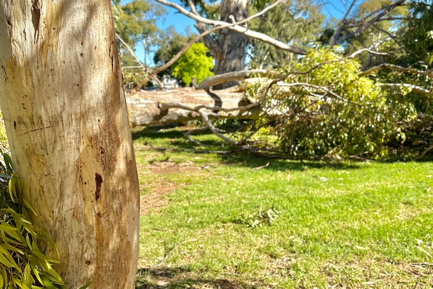 The fallen tree in the Adelaide parklands that killed a young woman.