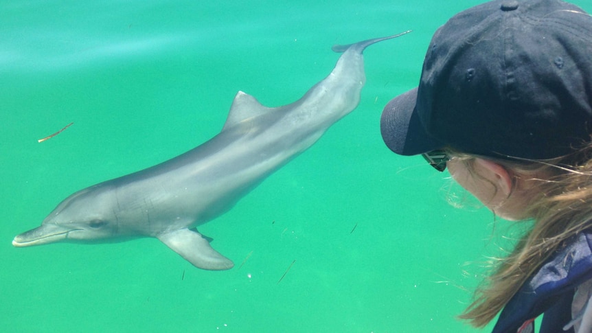 A dolphin looks back at senior conservation officer Jamie Hicks at Port Adelaide.