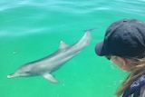 A dolphin looks back at senior conservation officer Jamie Hicks at Port Adelaide.