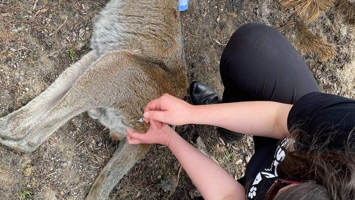 An RSPCA person injecting a kangaroo affected by the fires.