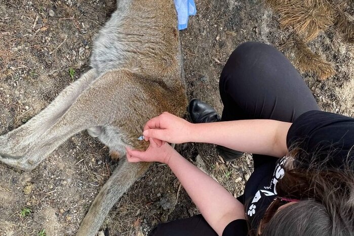 An RSPCA person injecting a kangaroo affected by the fires.