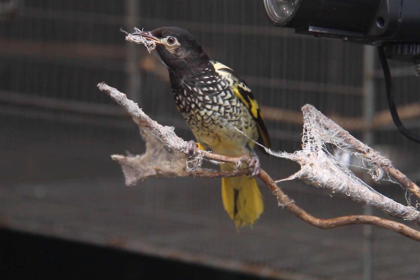 Regent honeyeater with spiderweb in its beak.